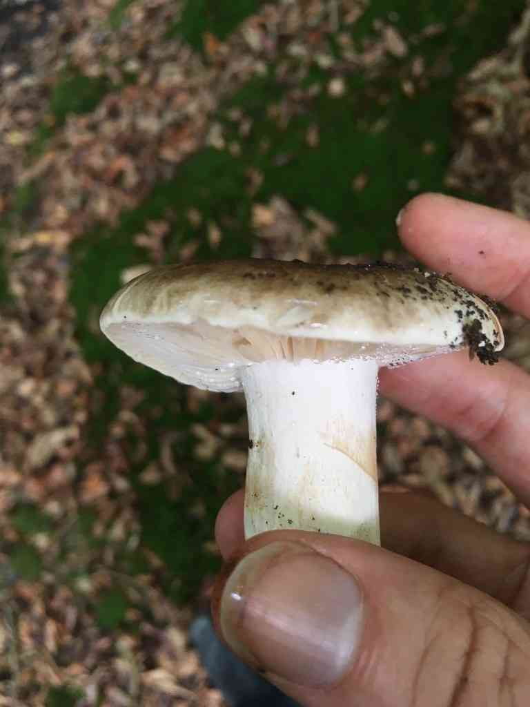 Reddening russula (Russula densifolia) thumbnail 2