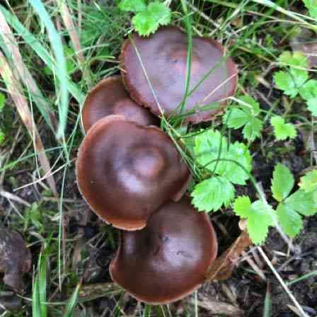 Cortinarius brunneus (Cortinarius brunneus) thumbnail 1