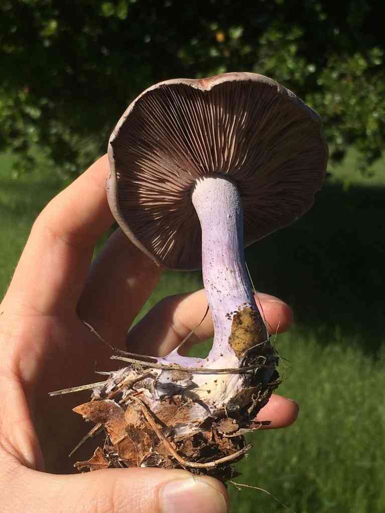 Blewit (Lepista nuda) thumbnail 3