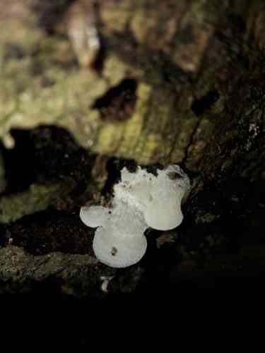 Favolaschia pustulosa (Favolaschia pustulosa) thumbnail 3