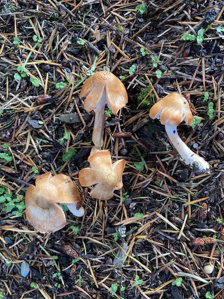 Blushing fibrecap (Inocybe whitei) thumbnail 2