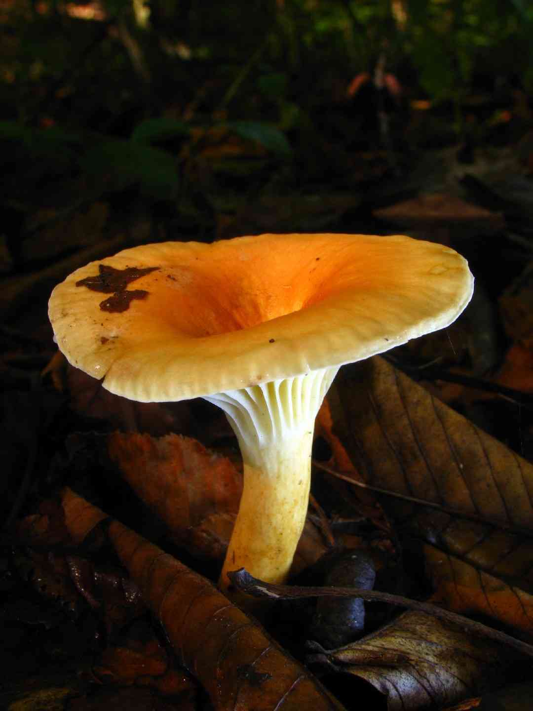 Hygrophorus milky (Lactarius hygrophoroides) thumbnail 1