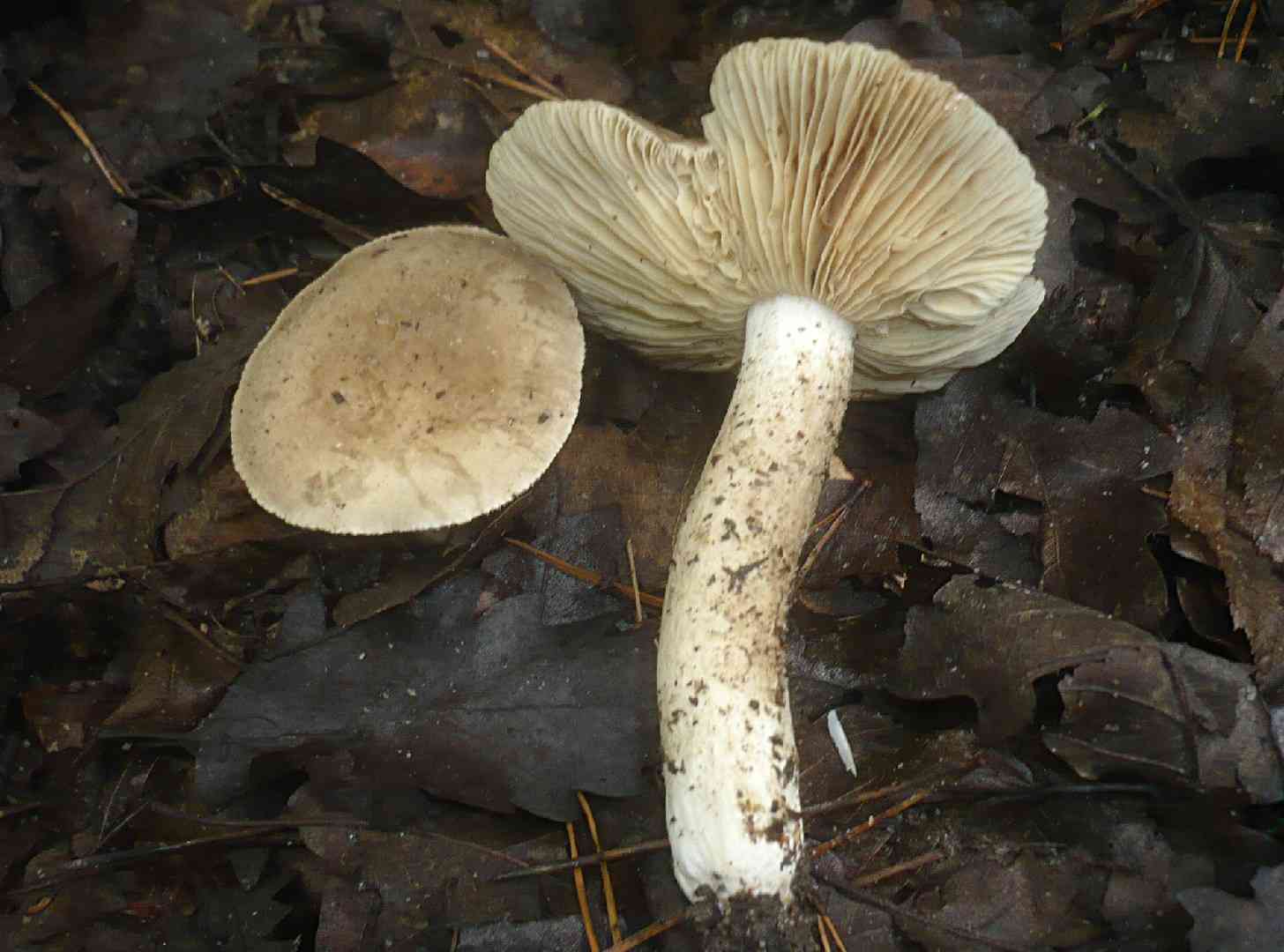 Lactarius azonites (Lactarius azonites) thumbnail 2