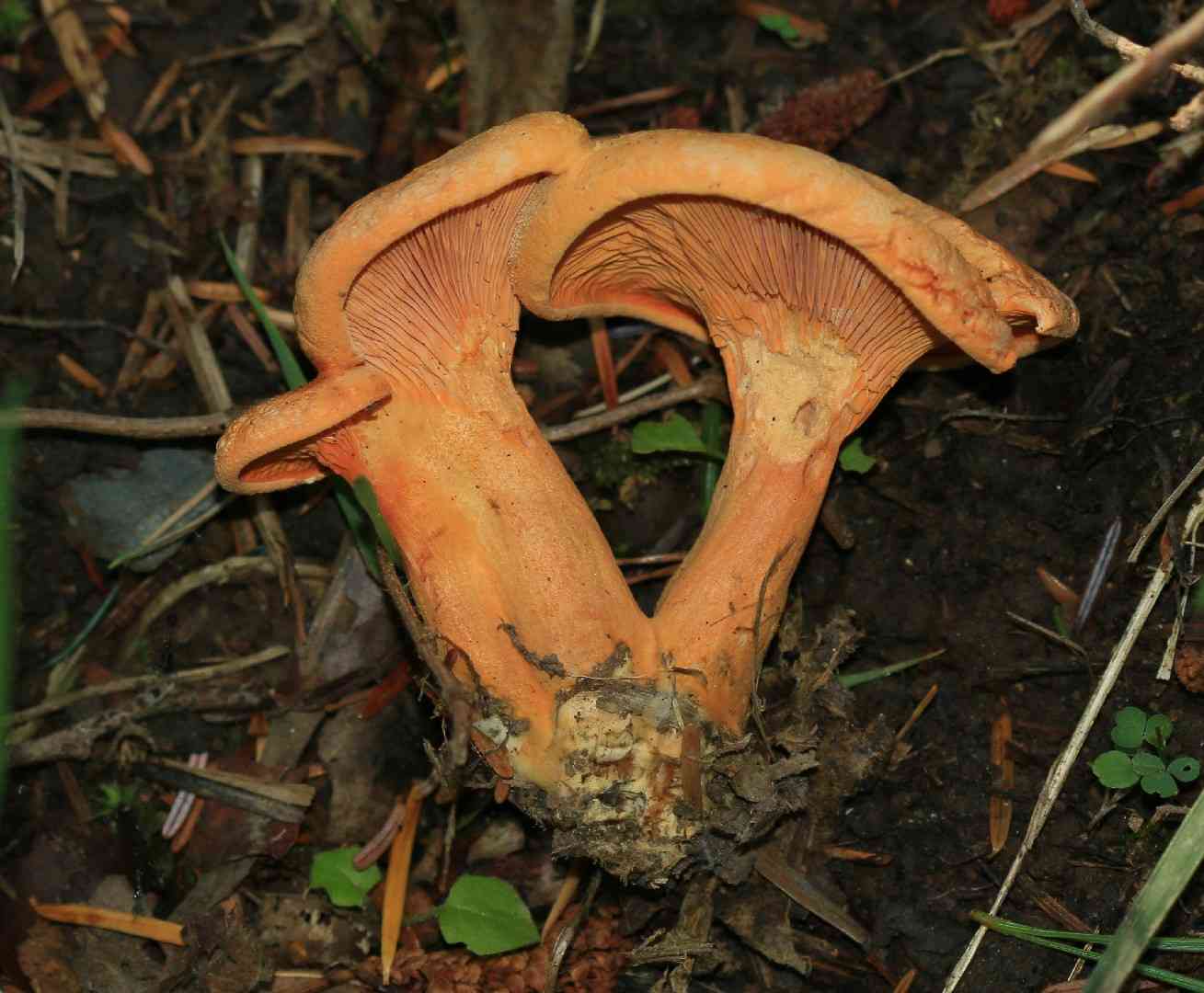 False chanterelle (Hygrophoropsis aurantiaca) thumbnail 3