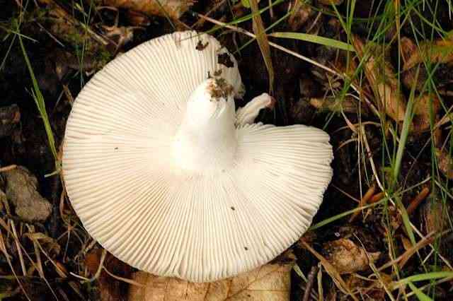 Bare-toothed Russula (Russula vesca) thumbnail 2