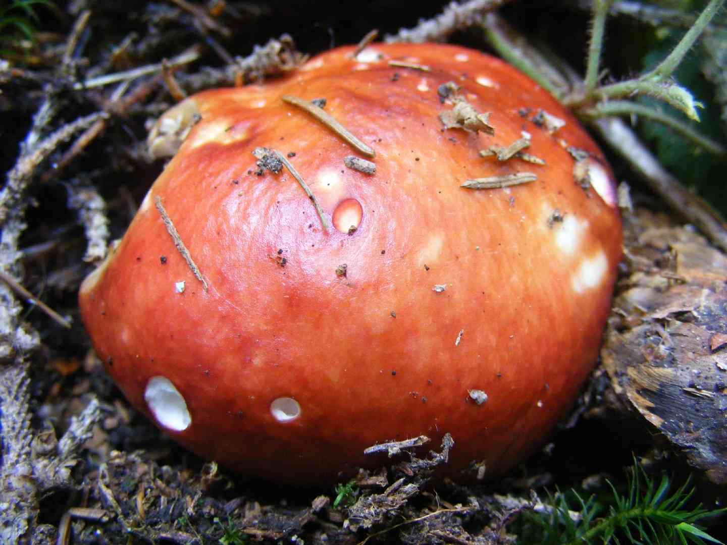 Rosy russula (Russula rosea) thumbnail 1