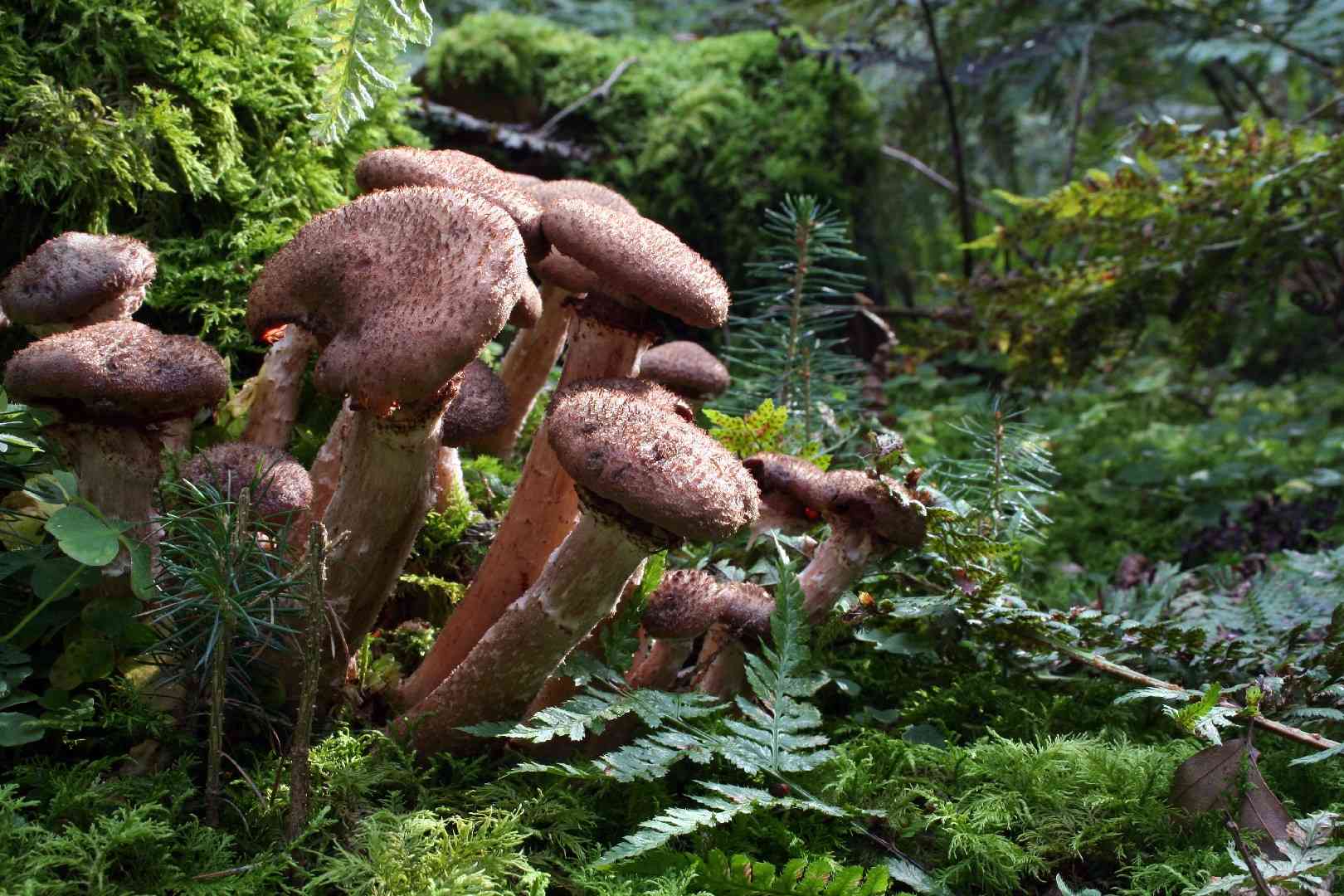Dark honey mushroom