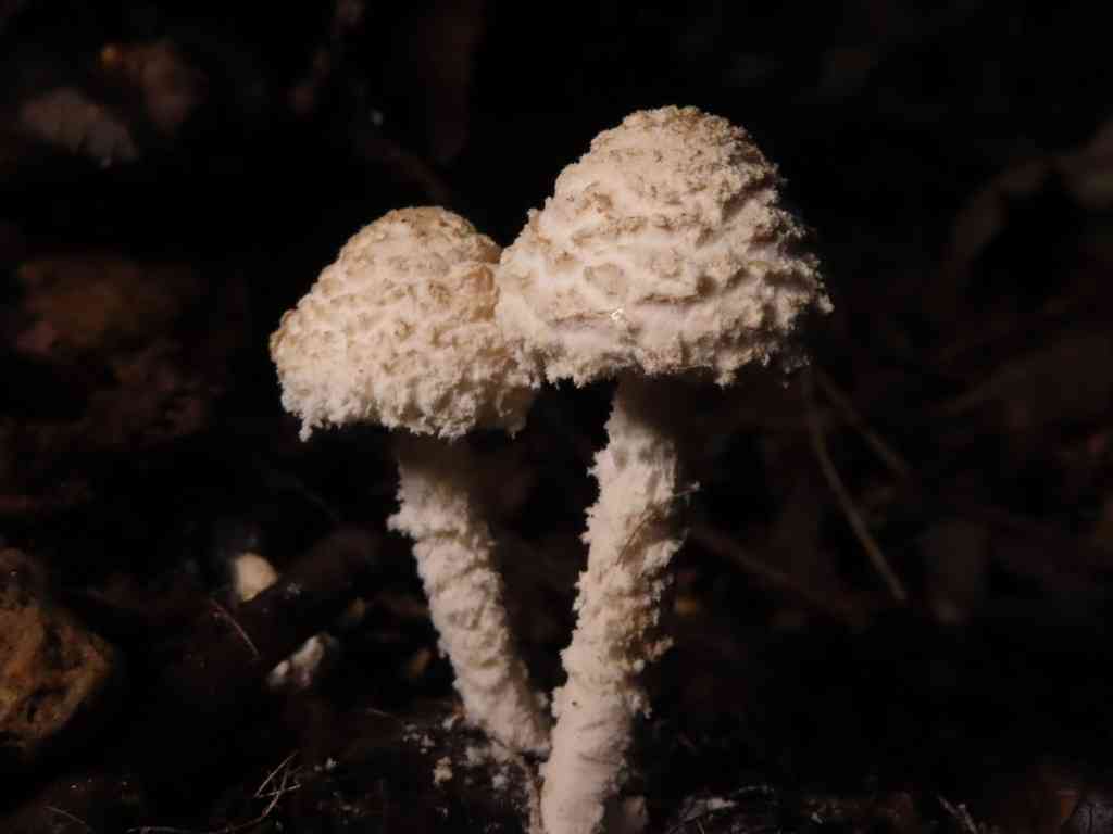 Cystolepiota adulterina (Cystolepiota adulterina) thumbnail 1