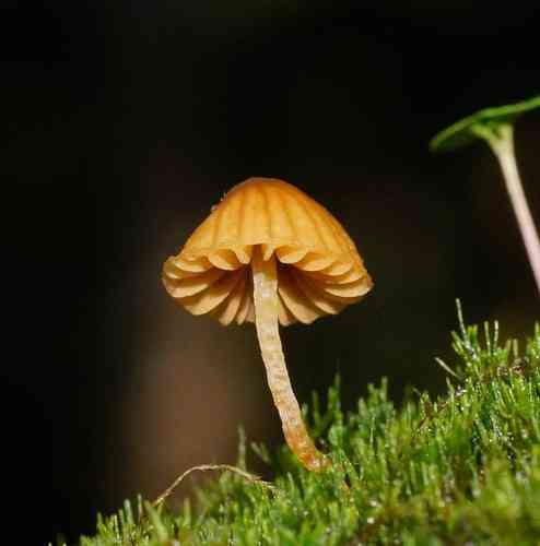 Moss bell (Galerina hypnorum) thumbnail 3