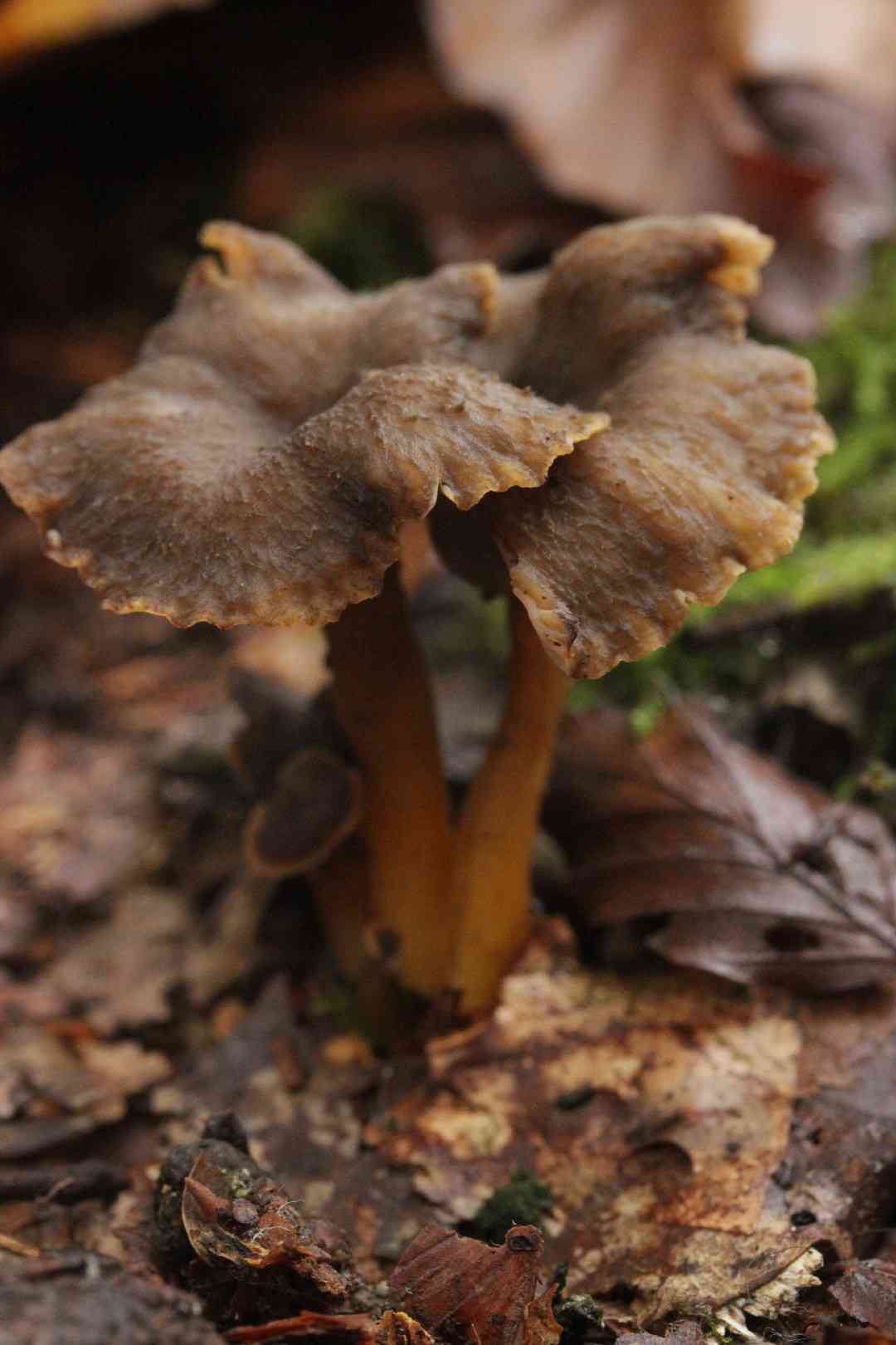 Yellowfoot (Craterellus tubaeformis) thumbnail 3