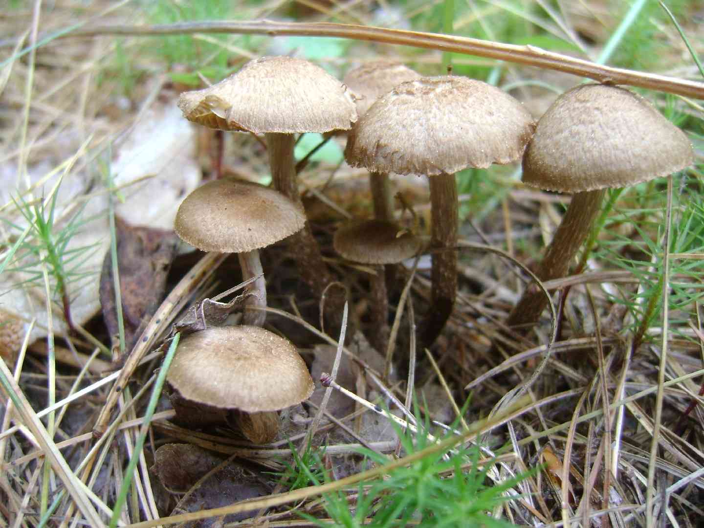 Greenfoot fibrecap