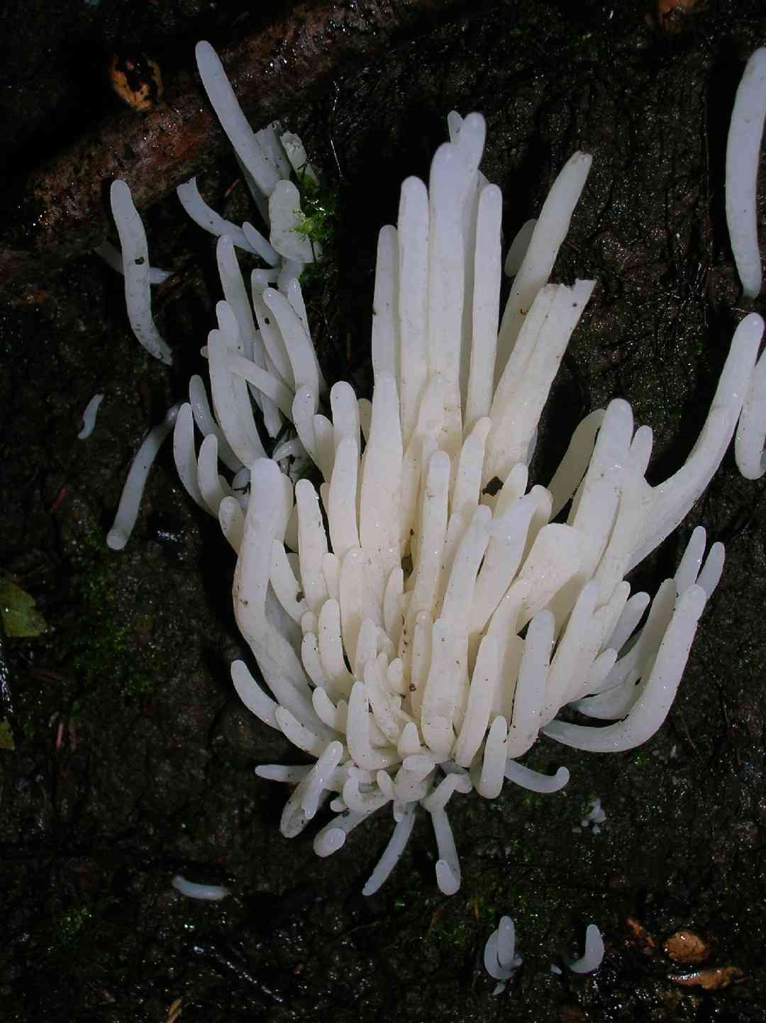 White spindles