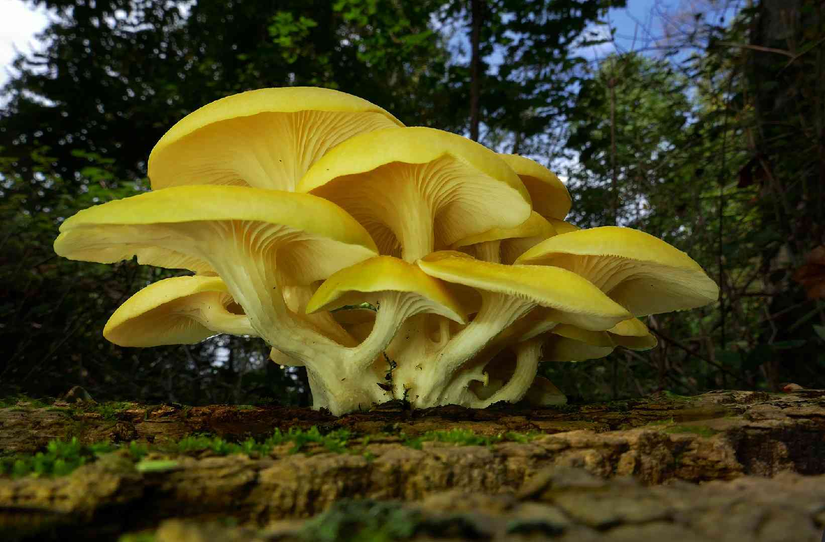 Golden oyster