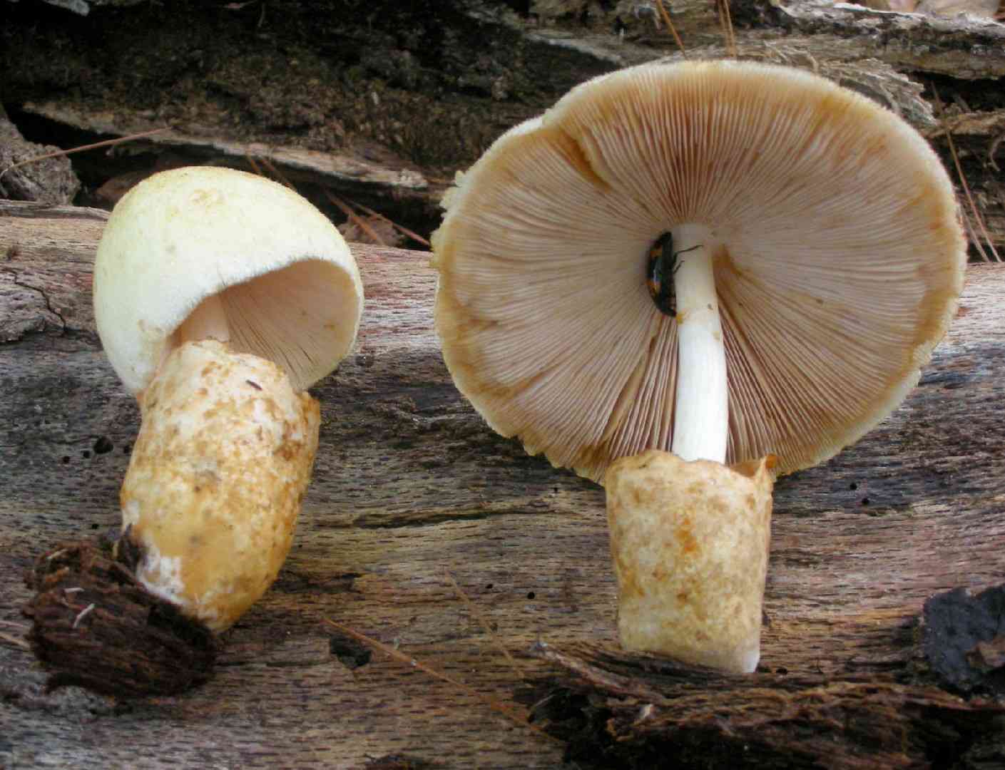 Silky sheath (Volvariella bombycina) thumbnail 3