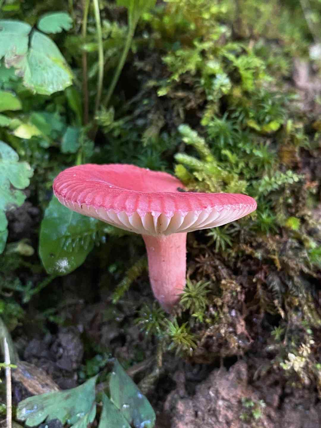 Blood red russula (Russula sanguinaria) thumbnail 2