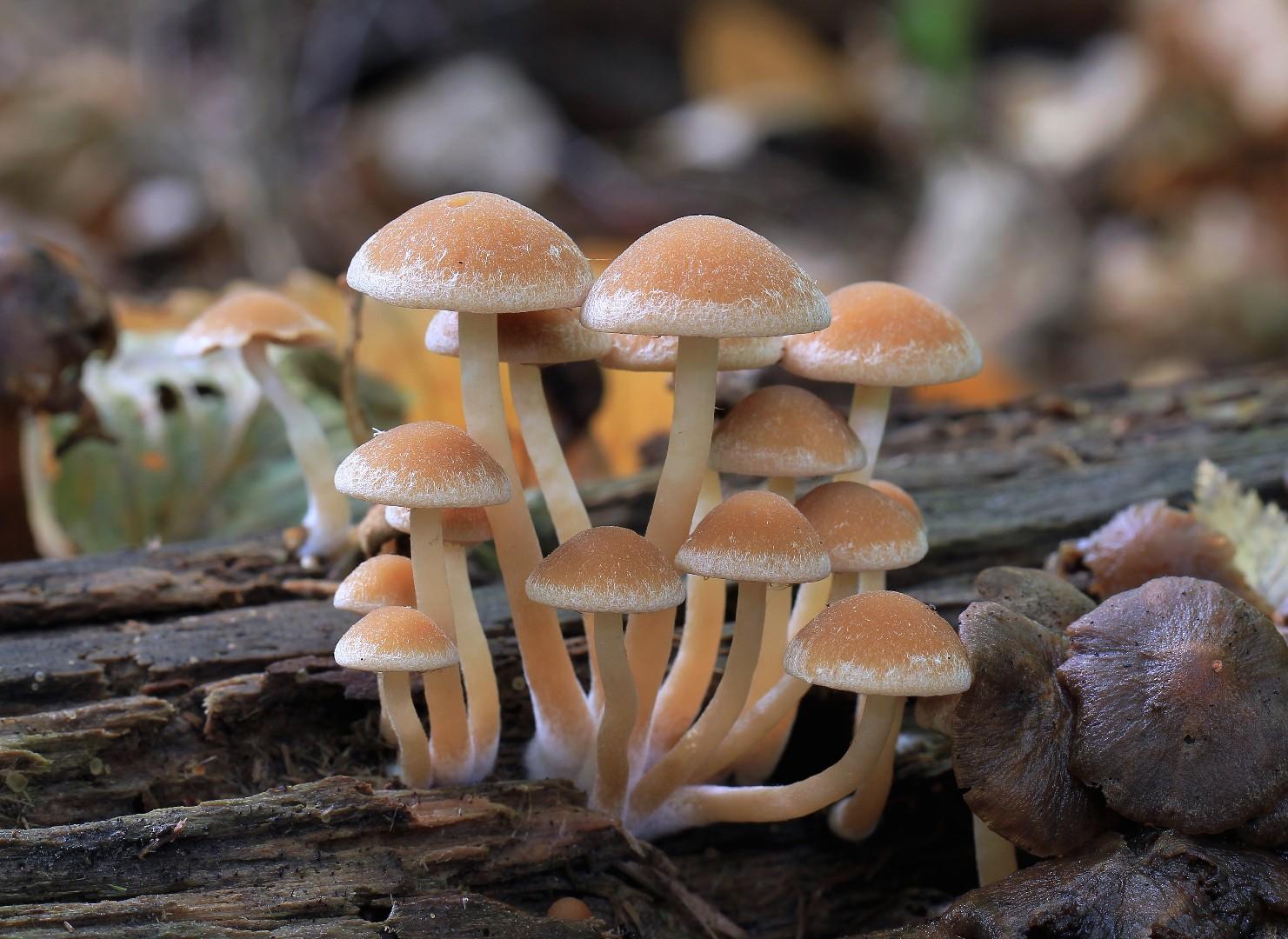 Common stump brittlestem
