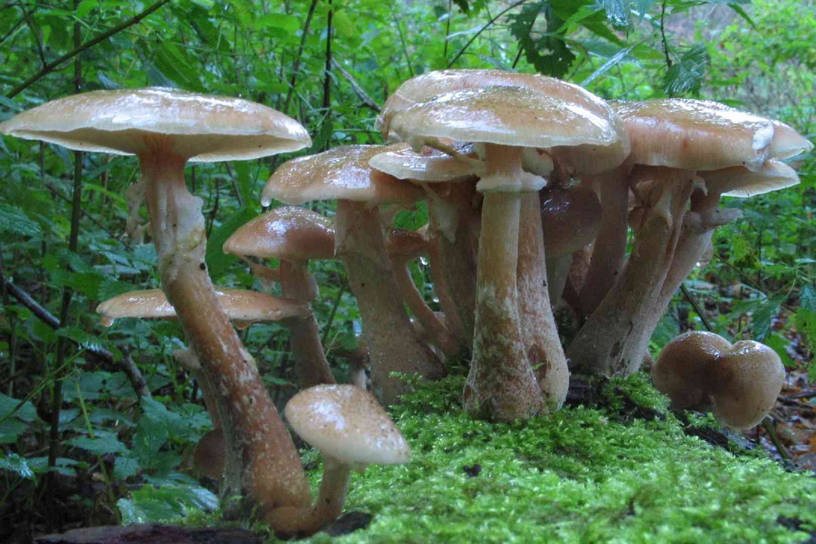 Bulbous honey fungus (Armillaria gallica) thumbnail 1