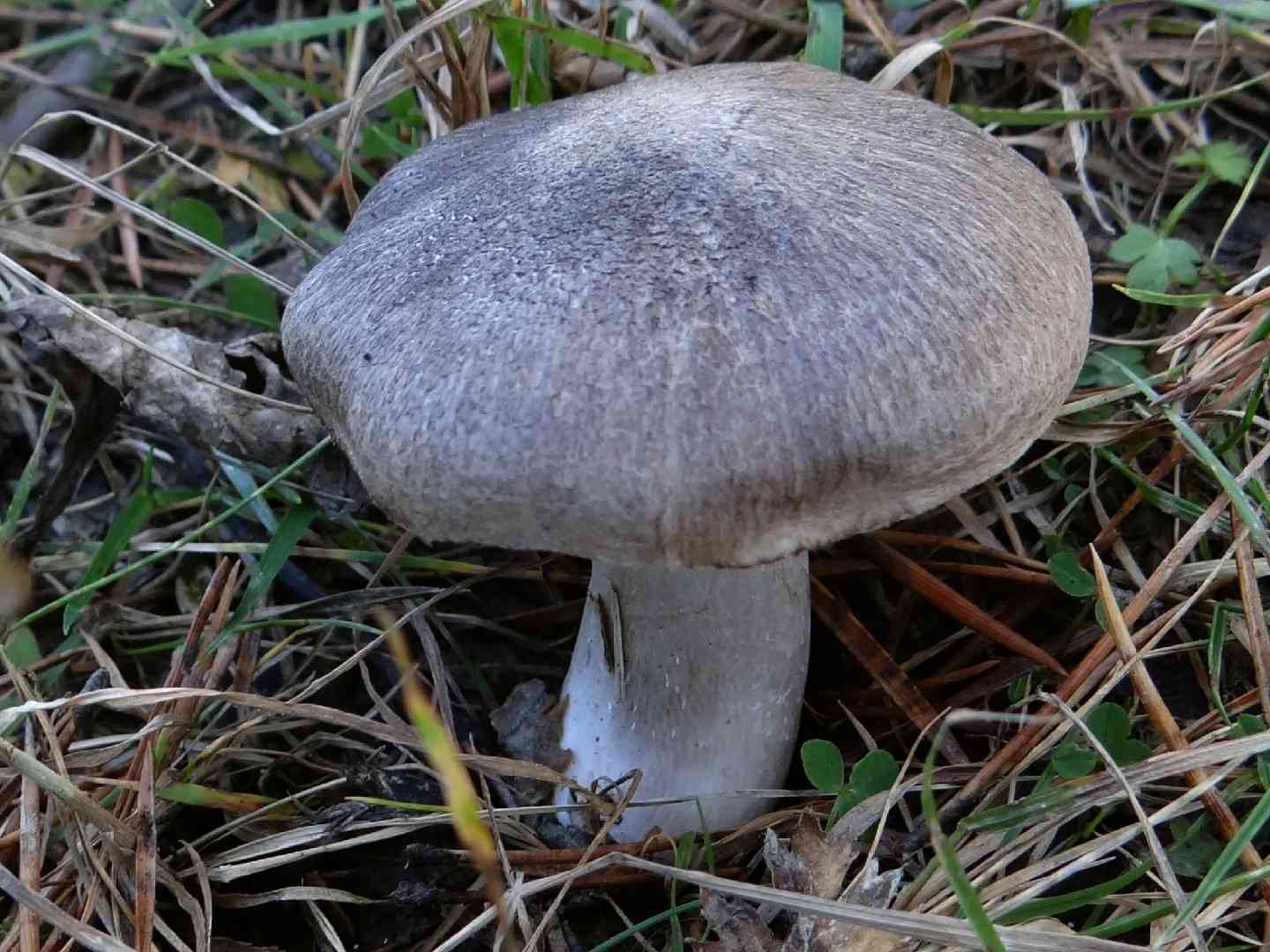 Grey knight (Tricholoma terreum) thumbnail 2