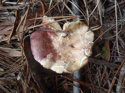Primrose brittlegill (Russula sardonia) thumbnail 2