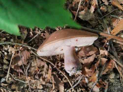 Violet-grey bolete (Tylopilus plumbeoviolaceus) thumbnail 2