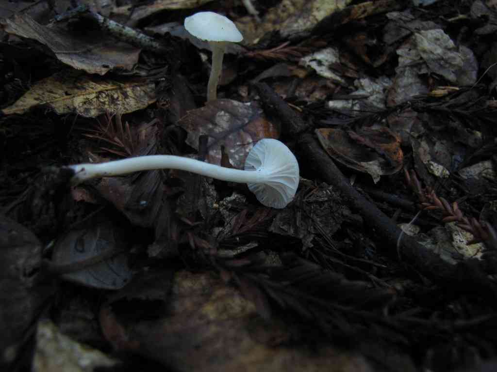 Cedarwood waxcap (Hygrocybe russocoriacea) thumbnail 3