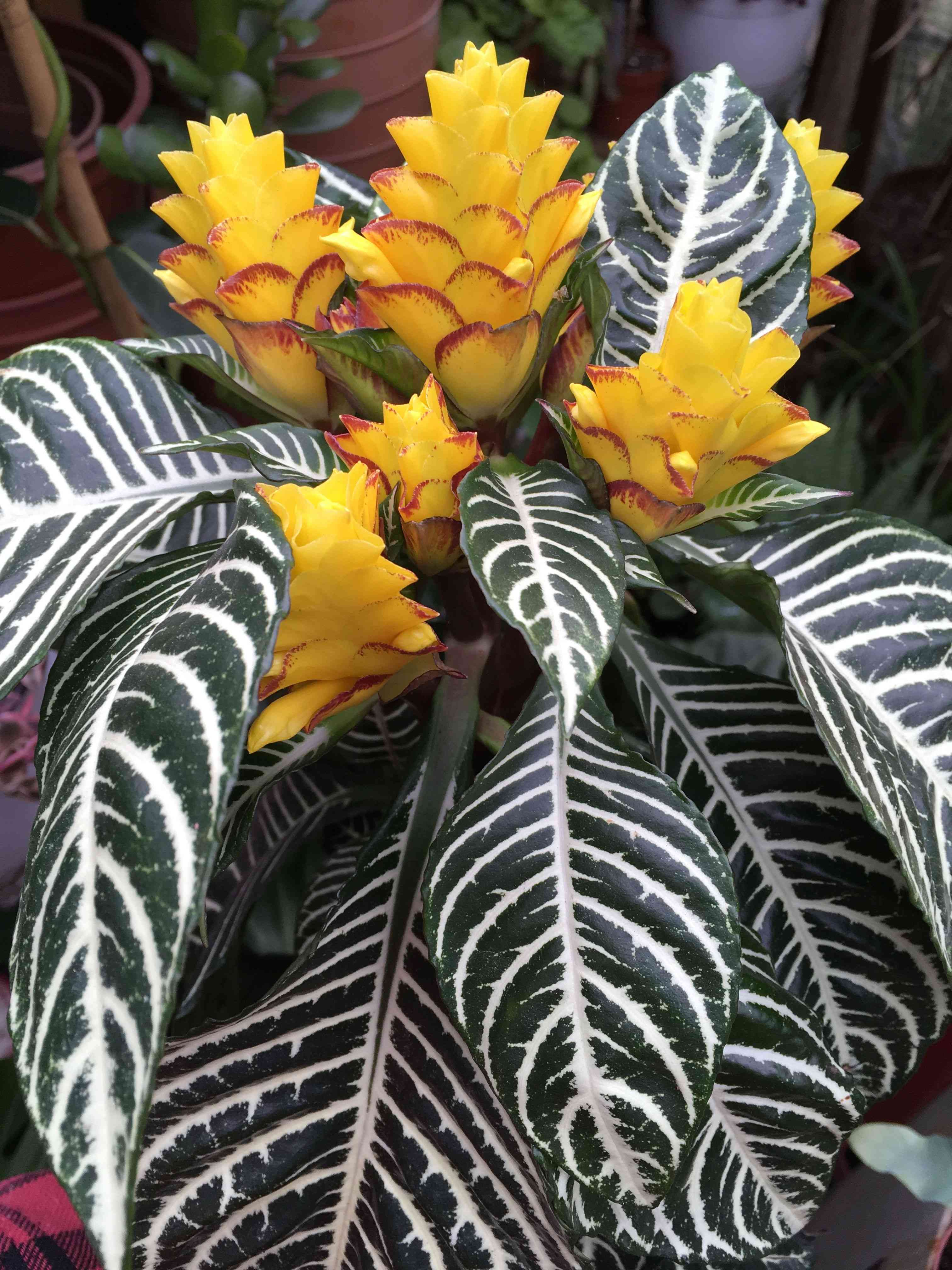 Zebra plant