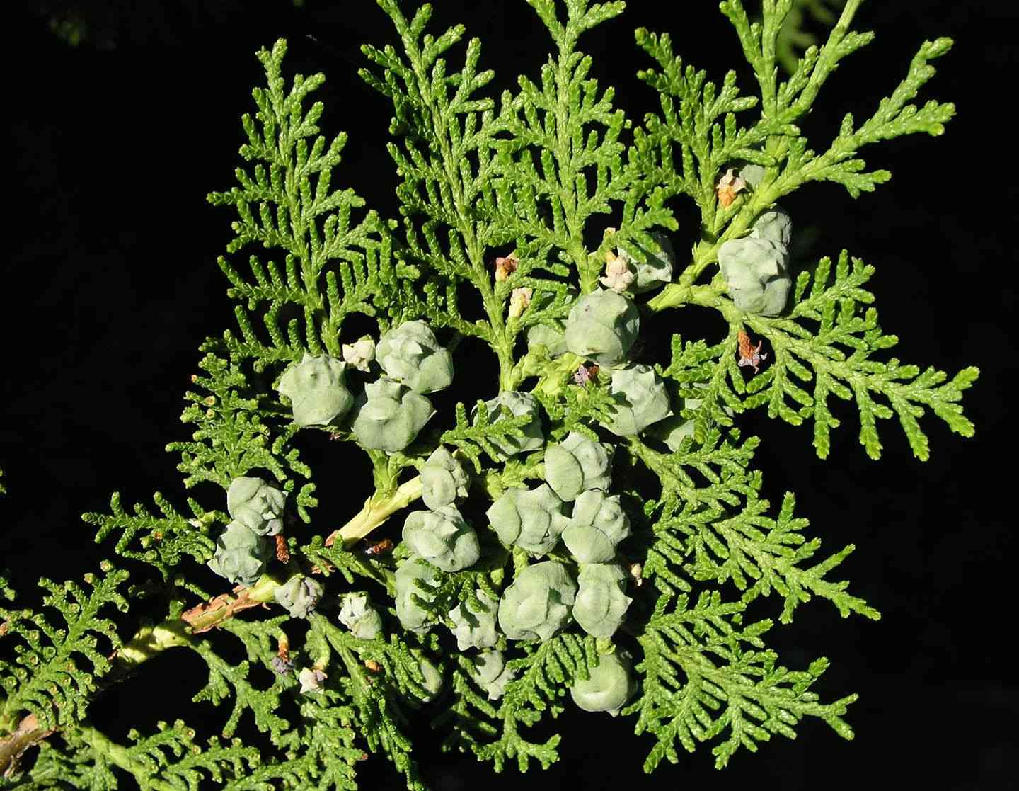 Oriental arborvitae