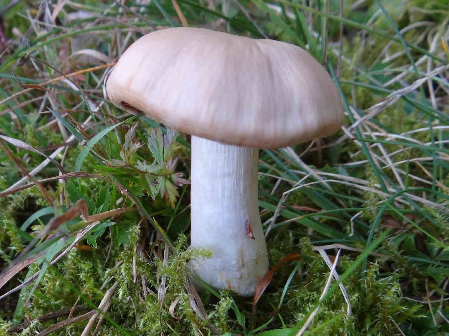 Cortinarius malachius (Cortinarius malachius) thumbnail 3