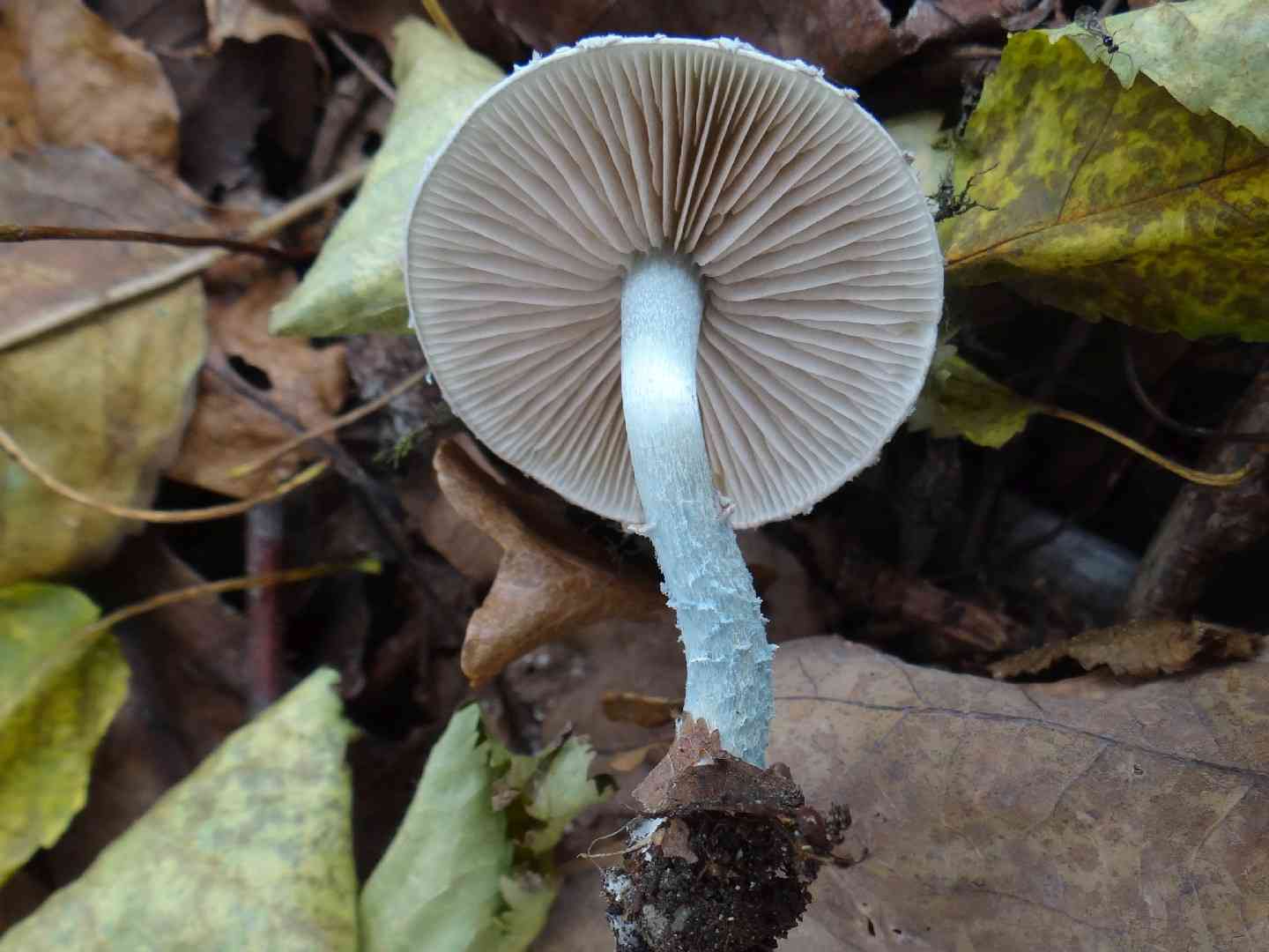 Blue roundhead (Stropharia caerulea) thumbnail 2