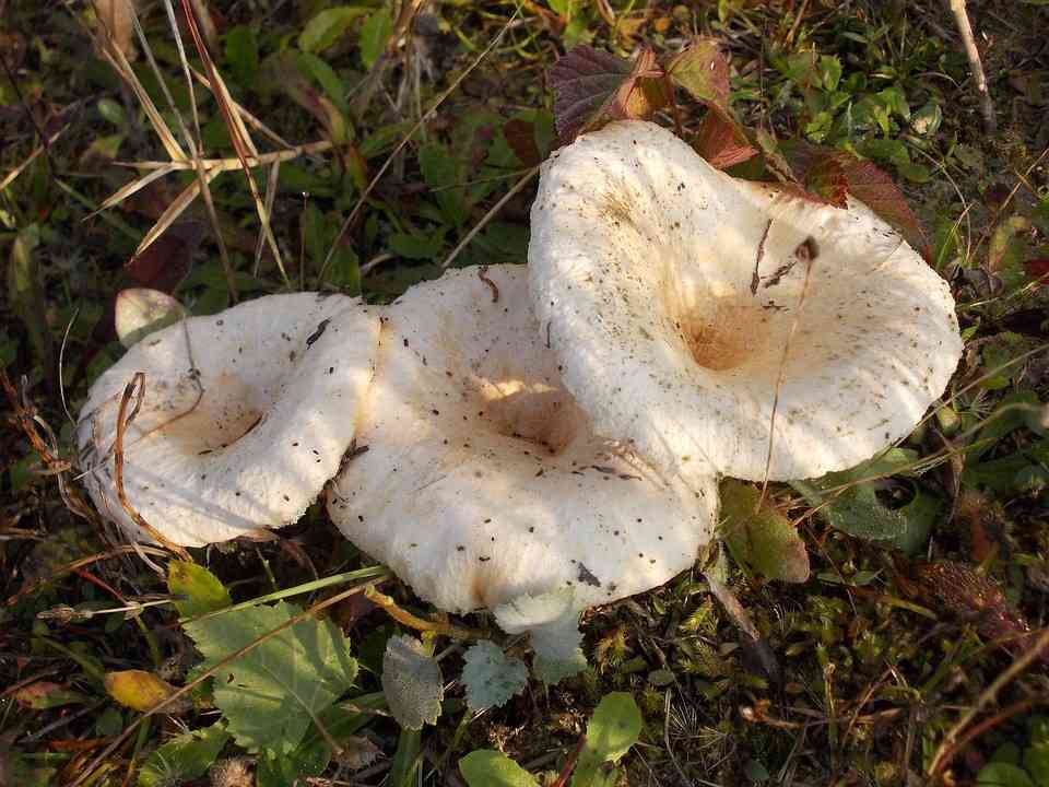 Grey milkcap (Lactarius vietus) thumbnail 2