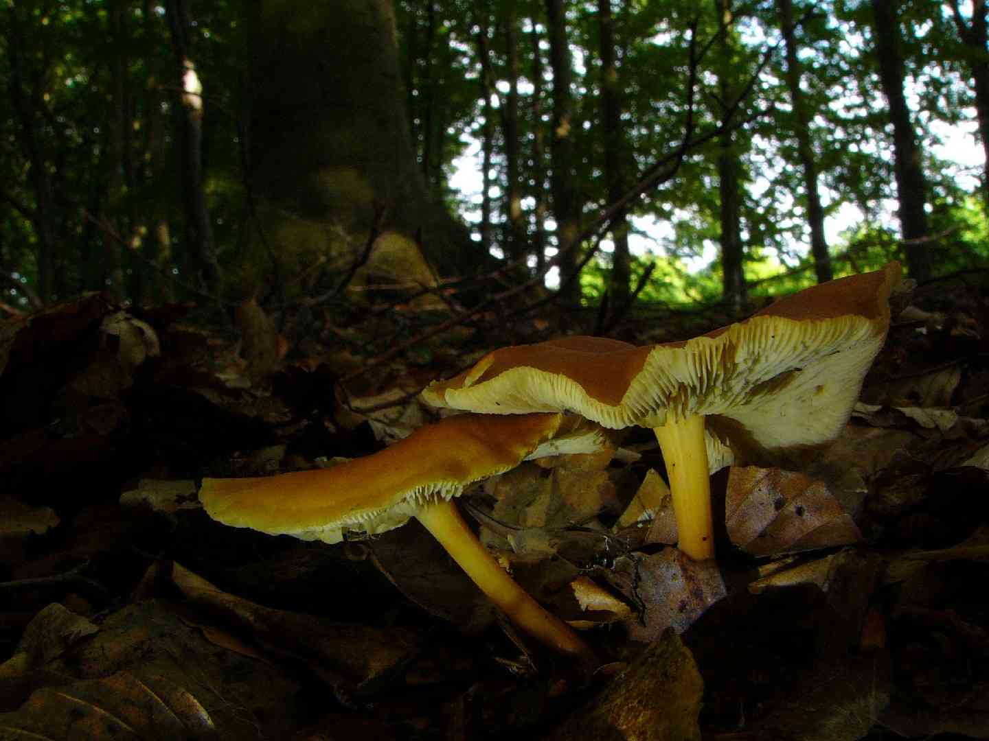 Wood woollyfoot (Gymnopus peronatus) thumbnail 2