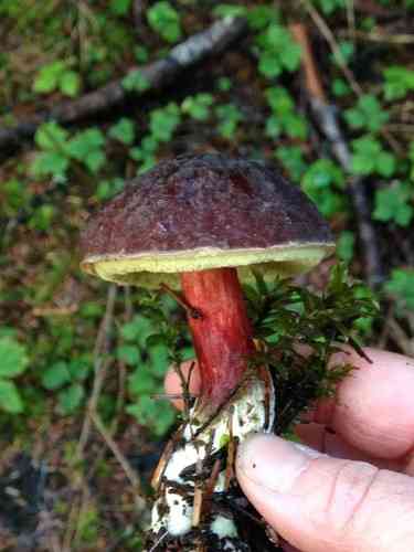 Zeller's bolete (Xerocomellus zelleri) thumbnail 3