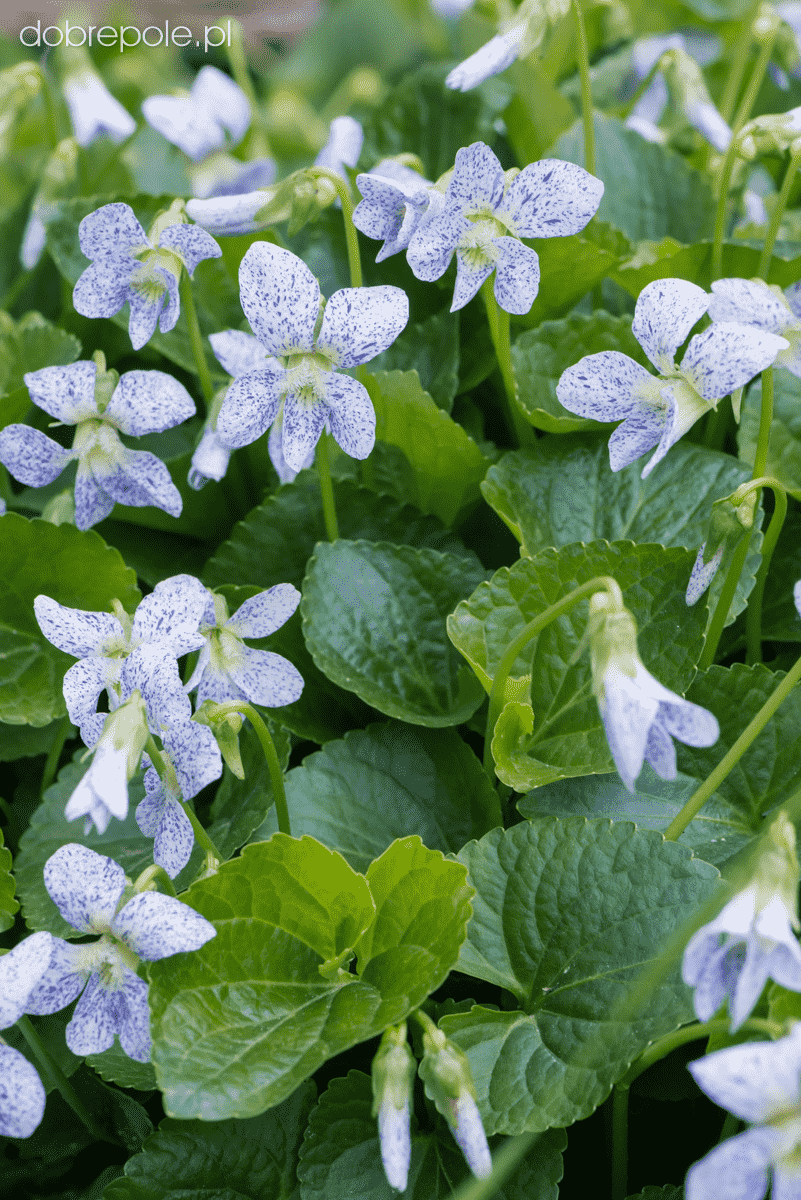 Common blue violet