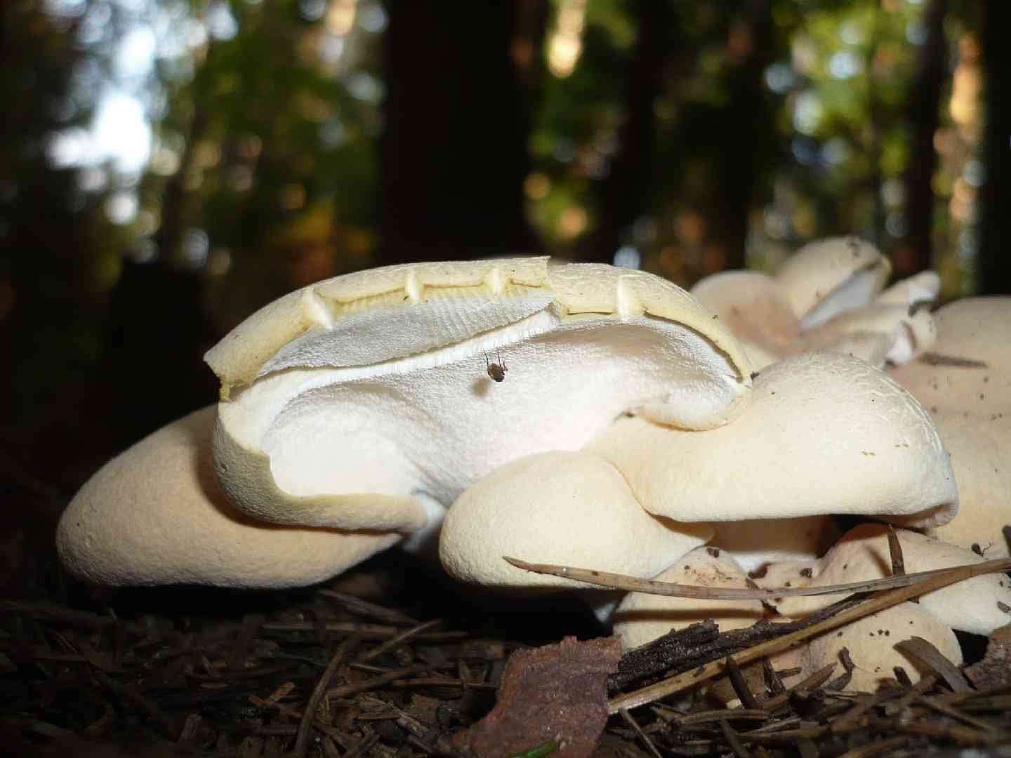 Albatrellus subrubescens (Albatrellus subrubescens) thumbnail 3