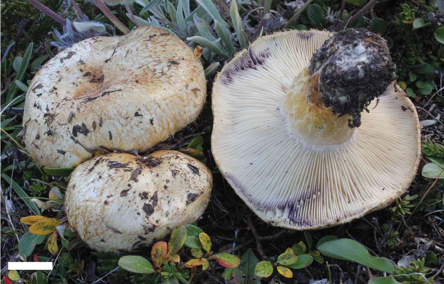 Purple-staining bearded milk cap