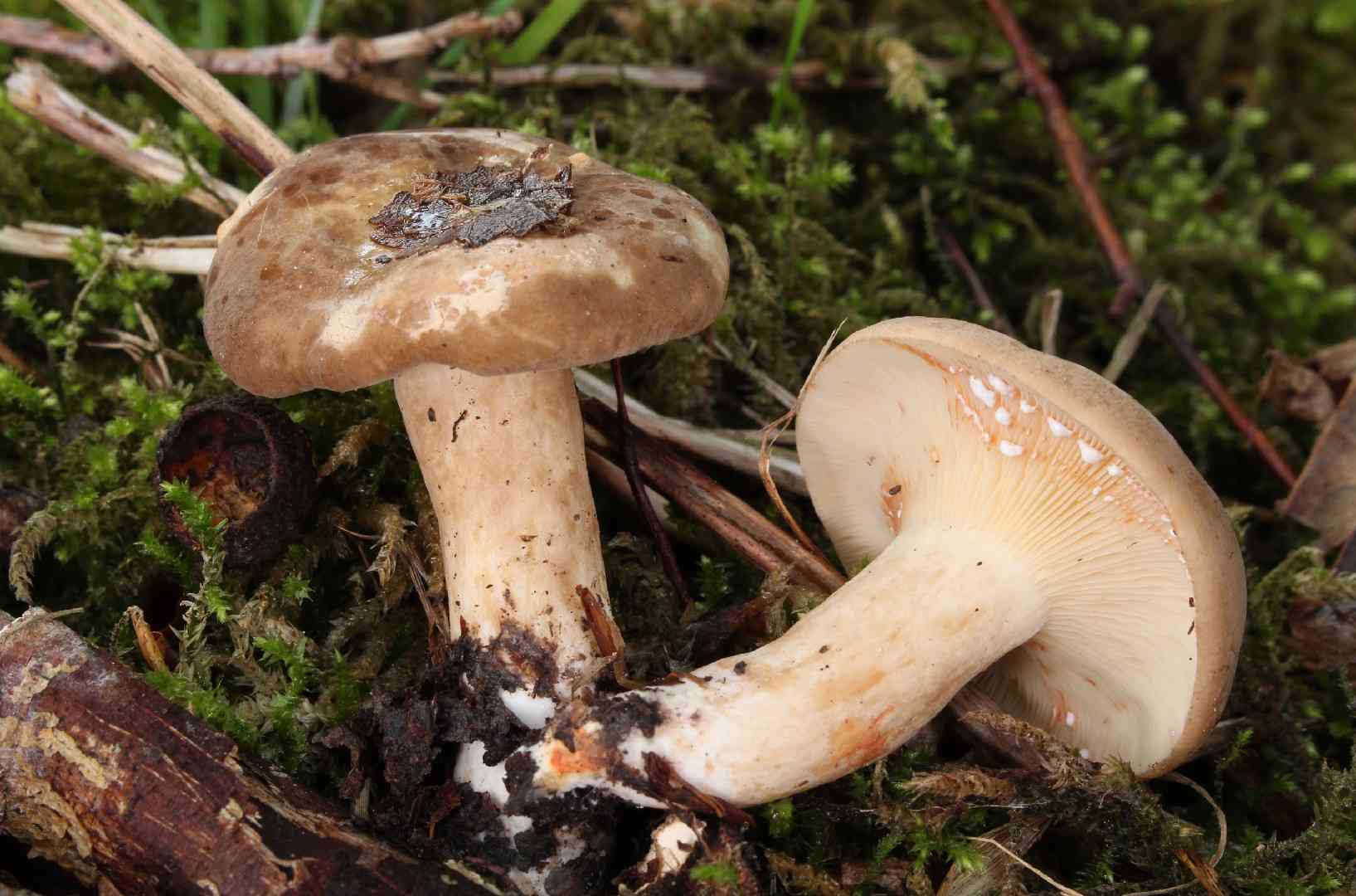 Lactarius pterosporus (Lactarius pterosporus) thumbnail 2