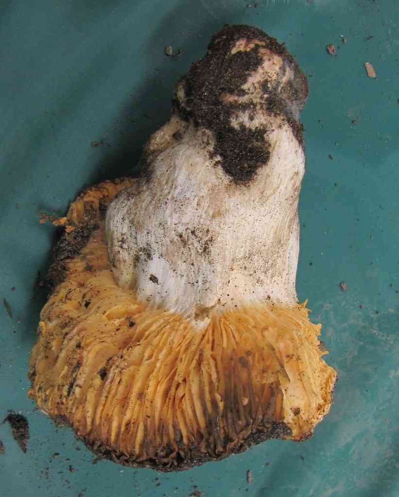 Russula maculata (Russula maculata) thumbnail 2