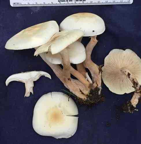 Fragrant funnel (Clitocybe fragrans) thumbnail 3