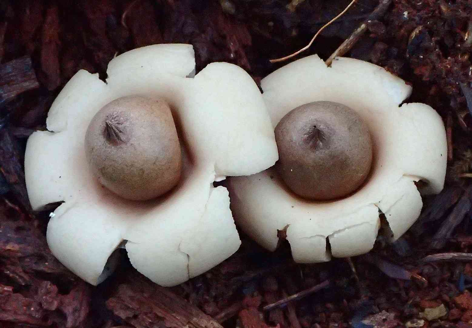 Elegant earthstar (Geastrum elegans) thumbnail 1