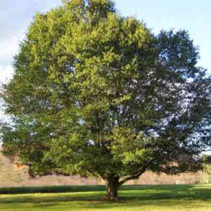 Live oak