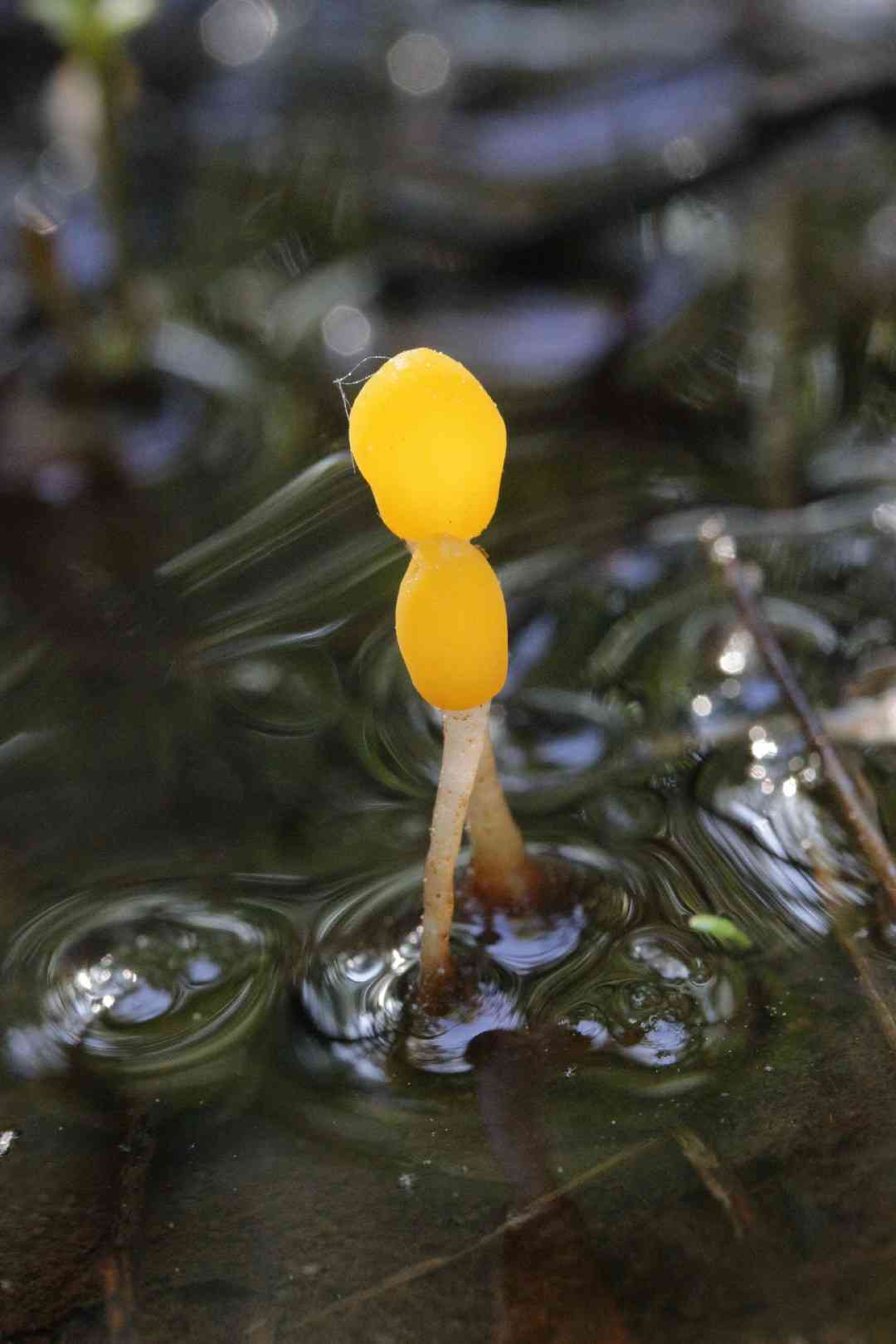 Swamp beacon (Mitrula paludosa) thumbnail 1