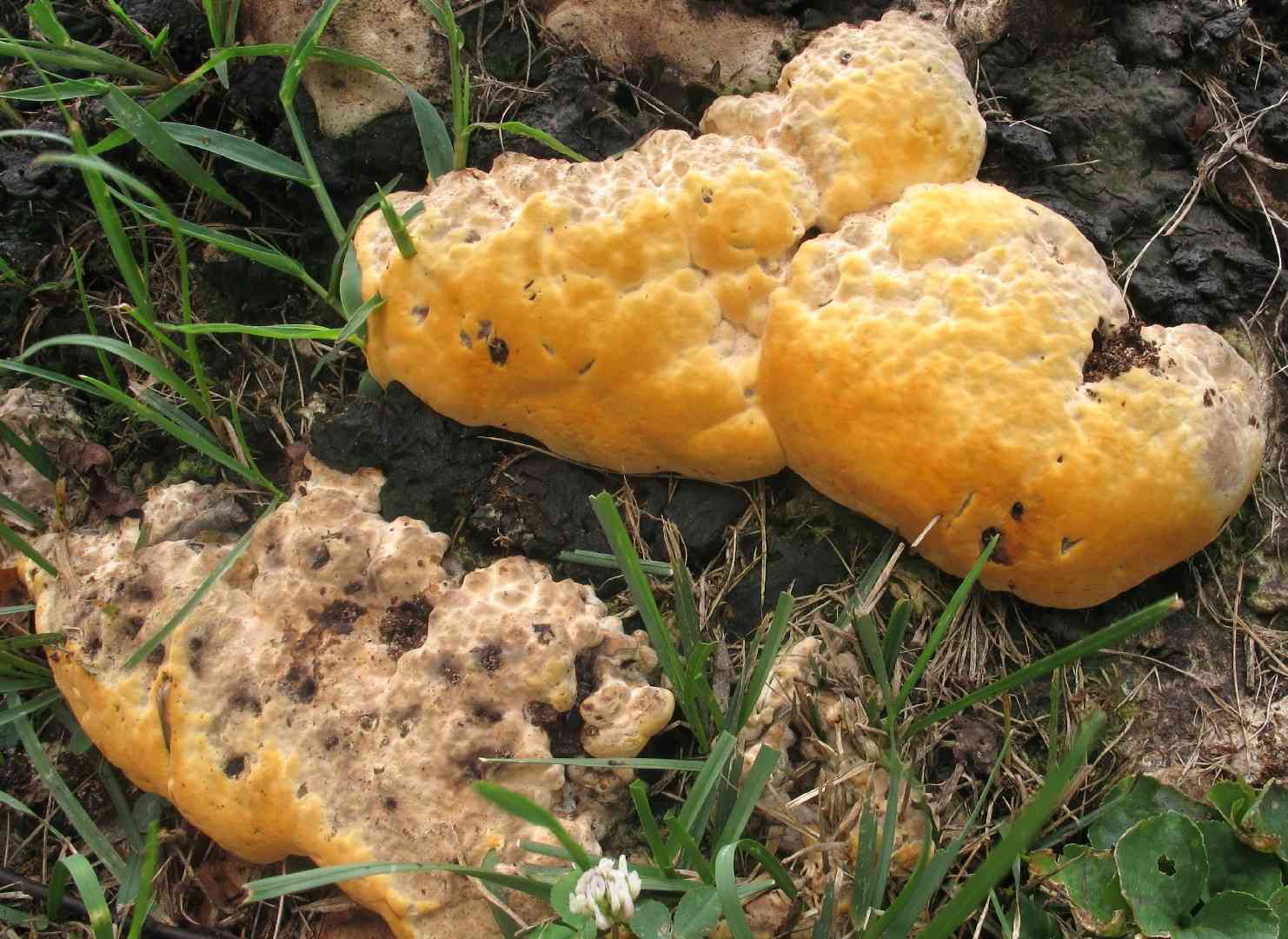 Perenniporia fraxinea