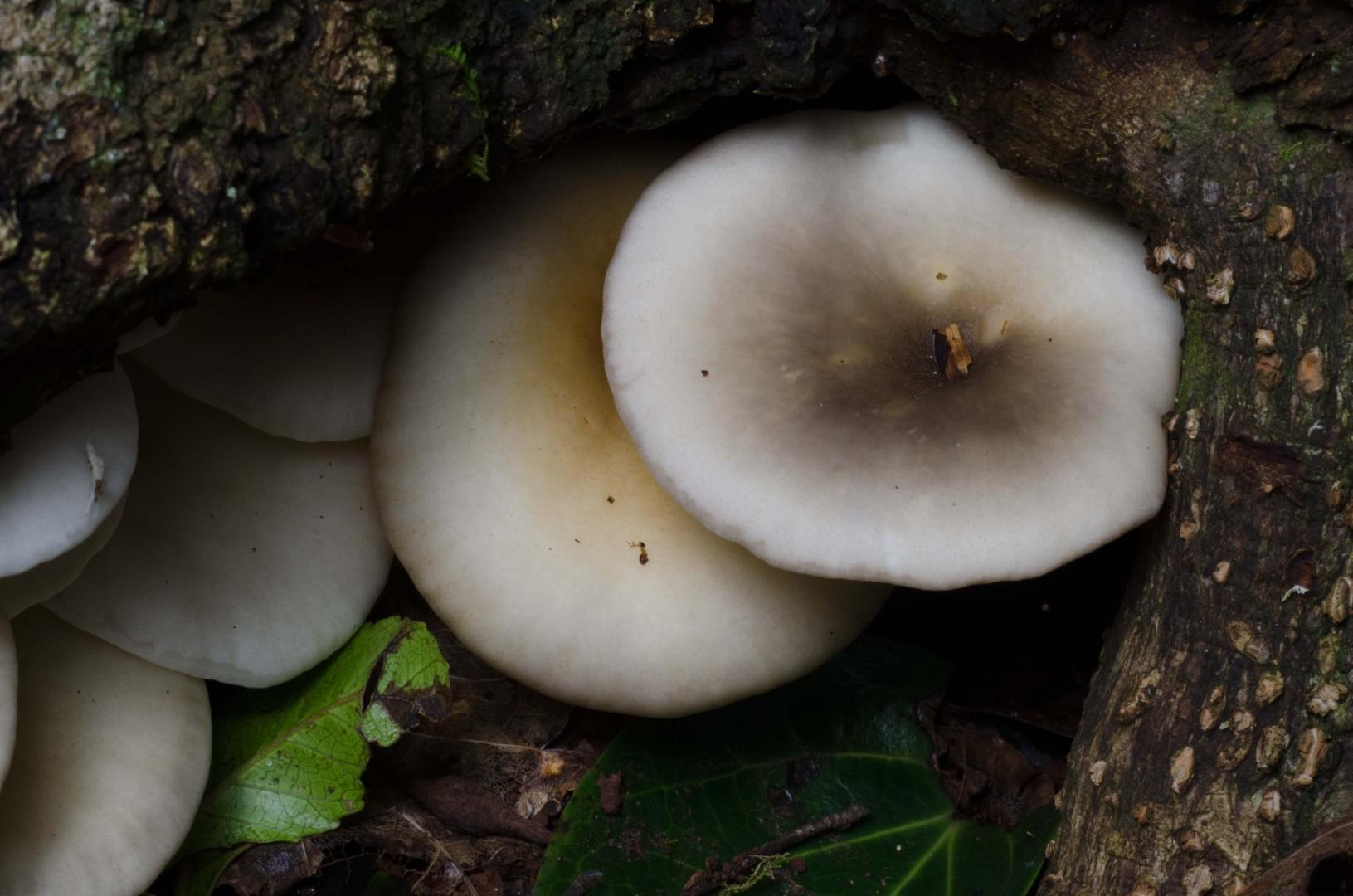 Ghost fungus thumbnail 2