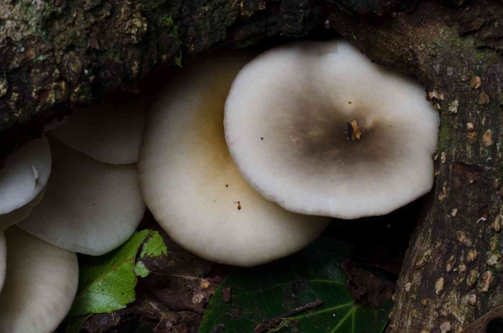 Ghost fungus (Omphalotus nidiformis) thumbnail 2