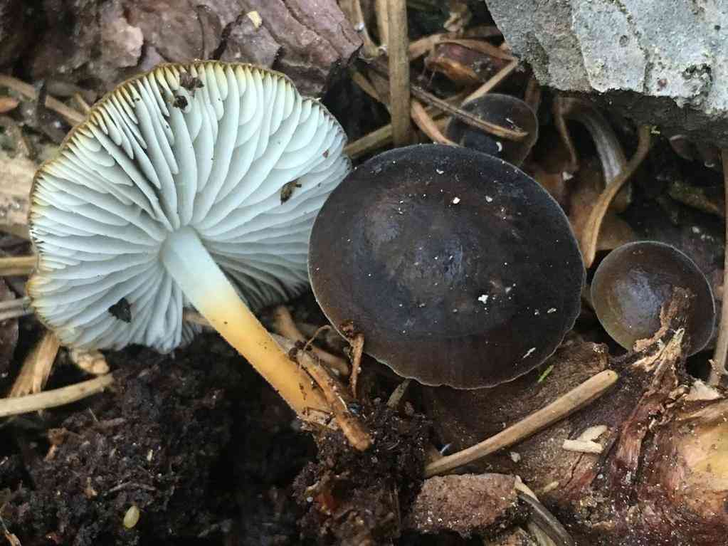 Strobilurus albipilatus (Strobilurus albipilatus) thumbnail 3