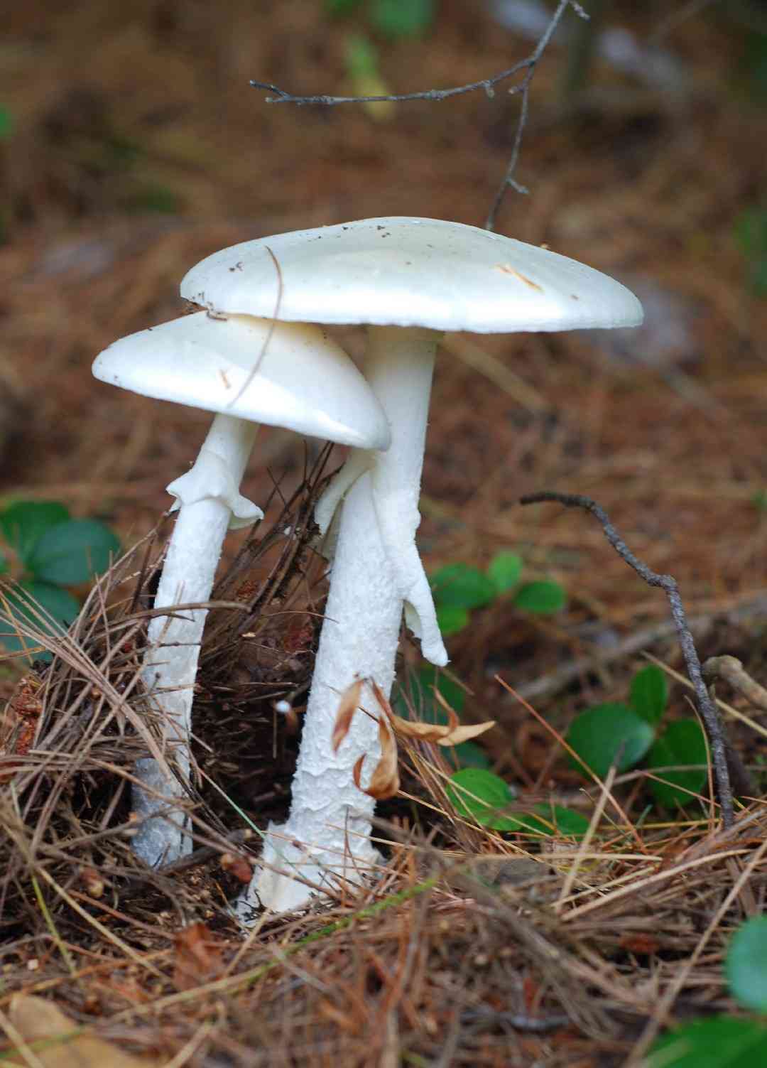 Destroying angel