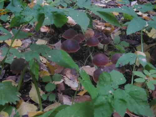 Cucumber cap (Macrocystidia cucumis) thumbnail 2
