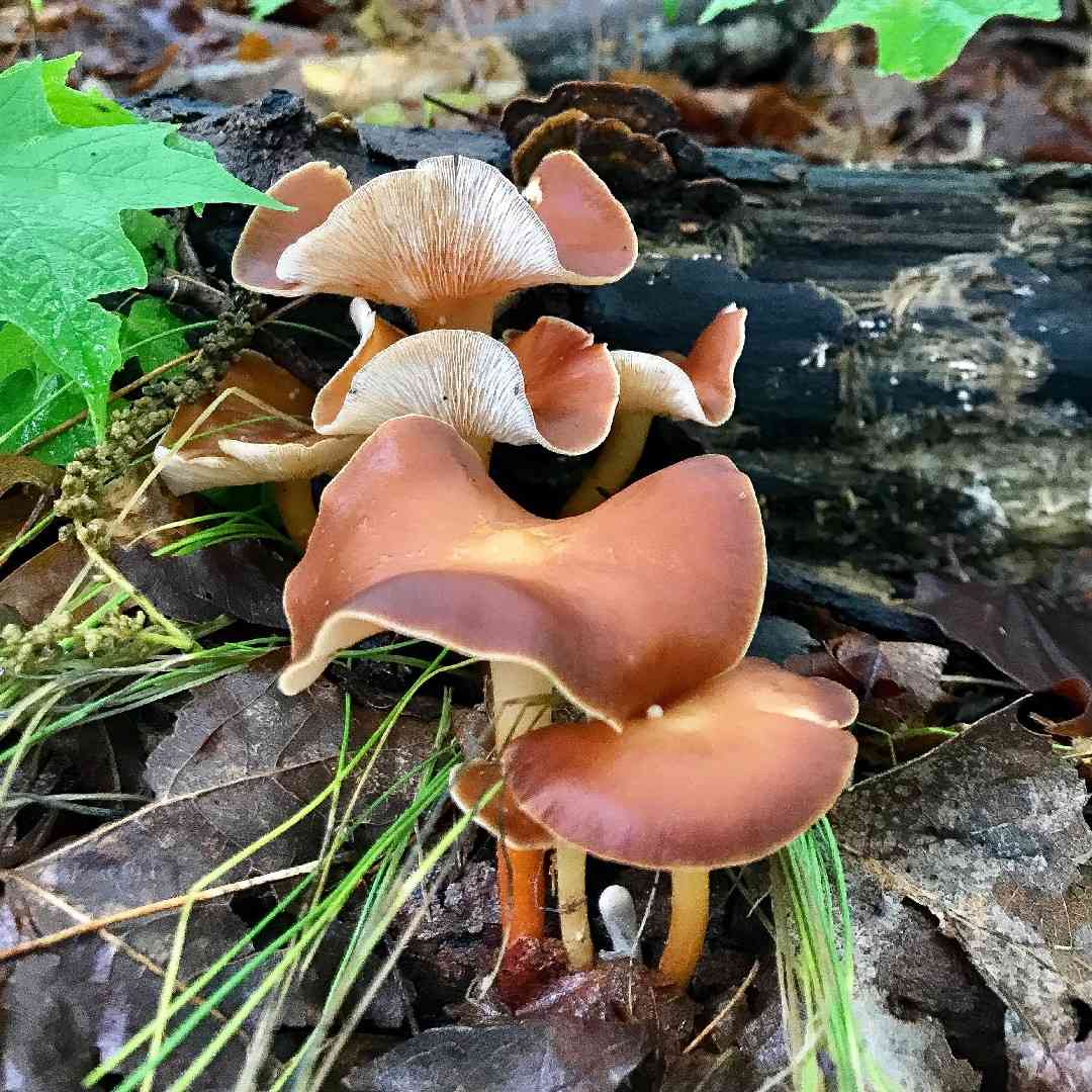 Oak-loving collybia (Gymnopus dryophilus) thumbnail 2