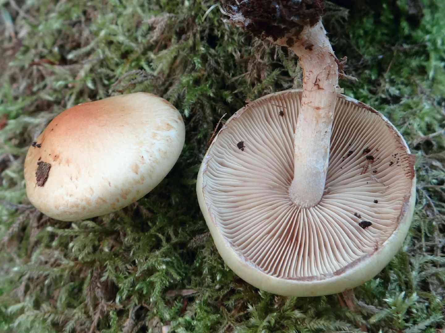 Rooting brownie (Hypholoma radicosum) thumbnail 1