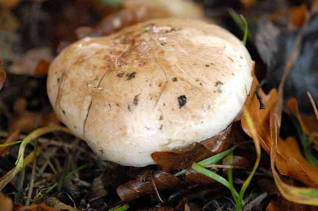 Rooting poison pie (Hebeloma radicosum) thumbnail 3